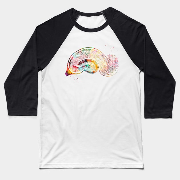 Brain Pyramidal Neurons Baseball T-Shirt by erzebeth